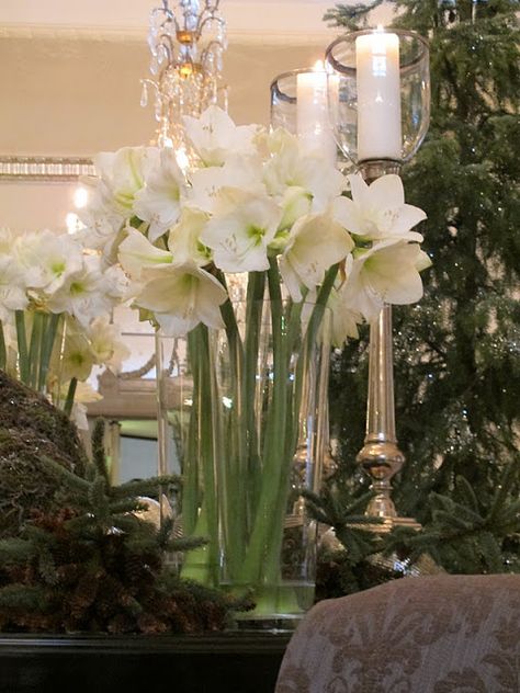 Choir Concert, White Amaryllis, Christmas Choir, Lounge Rooms, Flower Borders, Sweet Days, Relaxing Bathroom, Beautiful Cottages, Natural Christmas