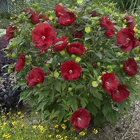 Hibiscus Wears Many Hats | Proven Winners Hardy Hibiscus, Hgtv Garden, Hibiscus Plant, Low Maintenance Landscaping, Hardy Perennials, Flowering Shrubs, Diy Landscaping, Drawing Easy, Hibiscus Flower