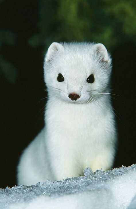 ... AlaskaFreezeFrame Close up Of Pure White Ermine In The Snow | by AlaskaFreezeFrame White Ermine, White Ferret, Cute Ferrets, Albino Animals, Animals Pictures, Cute Creatures, Sweet Animals, Animal Planet, Wild Animals