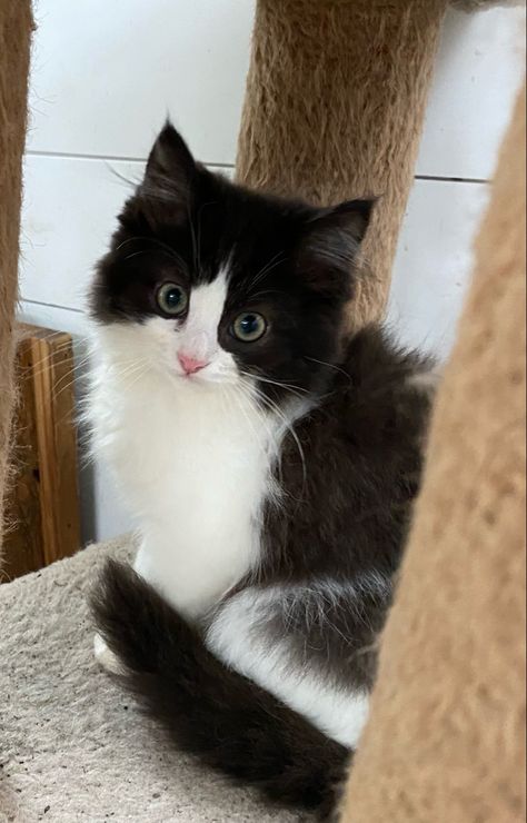 A black bicolor ragdoll male Ragdoll Black Cat, Tuxedo Ragdoll Cat, Ragdoll Cat Black, Black And White Ragdoll Cat, Black Ragdoll Kitten, Black Ragdoll Cat, Black Mainecoon Cat, Bicolor Ragdoll, White Ragdoll Cat