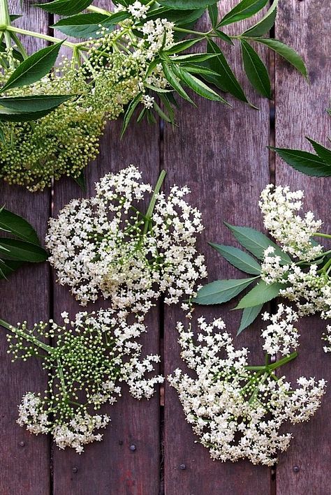 Elderflower Tea, Botanical Watercolor, Who Cares, Something Beautiful, Go Outside, This Morning, Herbs, Trees, Logo Design