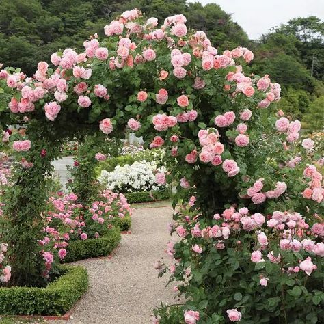 21 Best Thornless Roses You can Grow | List of Thornless Roses | Thornless Roses, Deadheading Roses, Planning Garden, Strawberry Hill, Hybrid Tea Rose, نباتات منزلية, Gardening Design, Landscape Modern, Gardening Landscaping