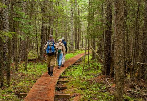 Hikers follow the North Country Trail through a black spruce tamarack bog. One of the trail’s Minnesota legs tours the Tamarac National Wildlife Refuge. Minnesota Hiking, North Country Trail, Backpacking Trails, Boundary Waters Canoe Area, Minnesota Travel, Hiking Spots, North Country, Appalachian Trail, Blue Ridge Mountains