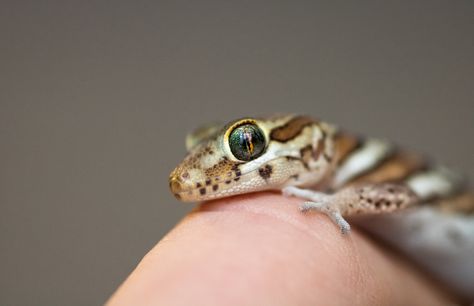 Pictus Gecko, World Facts, Arachnids, Wildlife Nature, Reptiles And Amphibians, Lizards, Gecko, Amphibians, Snakes