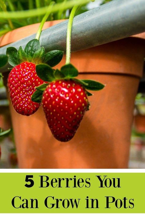 5 Berries You Can Grow In Pots. Berries are perfect for growing in pots because they do not require a great deal of space and can easily be contained and managed this way. Take a look at this list of five berries you can grow in pots, and see how simple it can be to have fresh berries at your finger tips! Grow Strawberries Indoors, Growing Strawberries Indoors, Mulberry Plant, Growing Strawberries In Containers, How To Grow Strawberries, Growing In Pots, Grow Strawberries, Growing Raspberries, Berry Garden