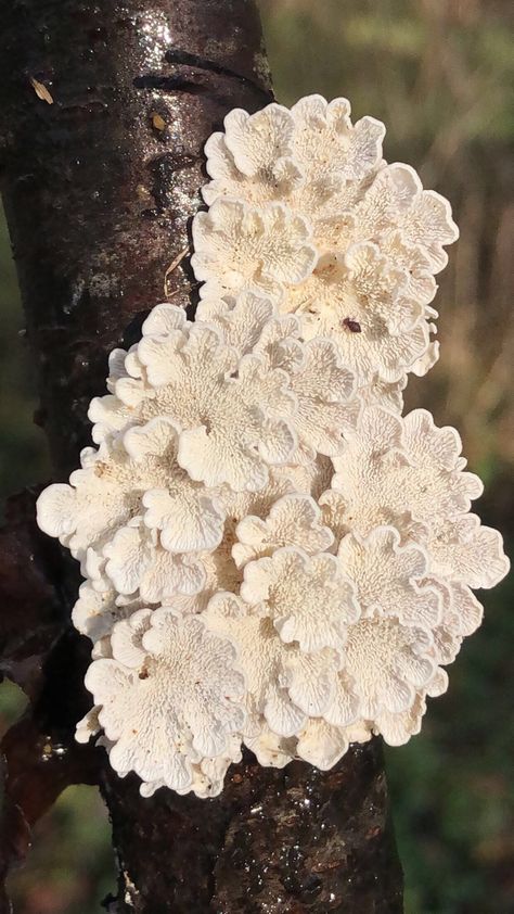 Fungi Photography, Mold Art, Slime Mold, Jungle Nature, Lichen Moss, White Mushroom, Organic Structure, Woods Forest, Slime Mould