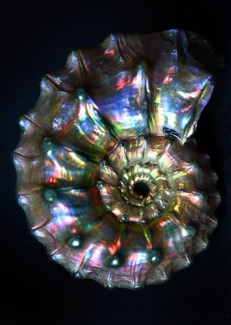 Opalised and pyritised ammonite, photo by Wes Honeycutt. The Shape, A Flower, Tumblr, Glass