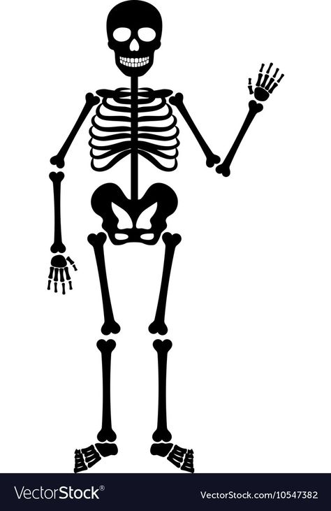 How To Draw A Skeleton Step By Step, Skeleton Svg Free, Halloween Things To Draw, Skating Skeleton, Skeleton Template, Skeleton Vector, Animated Skeleton, Skeleton Cartoon, Skeleton Silhouette