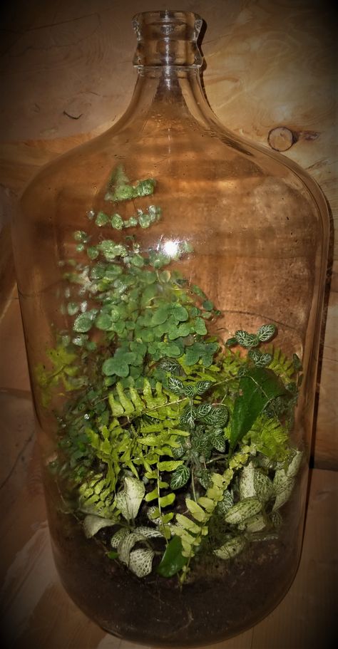 My favorite terrarium in a 24" large glass jug, started in Nov, 2019. Does well with very little attention. 10 Gallon Terrarium, Jug Terrarium, Bell Jar Terrarium, Glass Jug Terrarium, Closed Jar Terrarium, Big Glass Jar, Best Terrarium Plants, Large Glass Terrarium, Planted Aquatic Jar