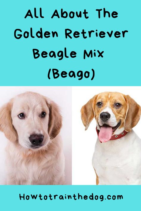 Golden Retriever Beagle Mix (Your Guide To Knowing The Beago) #Beago #BeagleRetriever #BeagleMix Beagle Golden Retriever Mix Puppies, Beago Dog, Golden Retriever Mix Puppies, Beagle Mix Puppies, Golden Retriever Mix, A Golden Retriever, Animal Health, Beagle Mix, Most Popular Dog Breeds