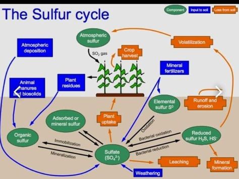 Phosphorus Cycle, Sulphur Cycle, Planting Bulbs In Spring, Nutrient Cycle, Nitrogen Cycle, Carbon Cycle, Plant Nutrients, Soil Testing, Organic Soil