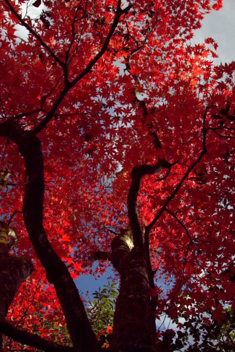 Arboles Japanese Maple Tree Aesthetic, Maple Tree Aesthetic, Tree Aesthetic, Japanese Maple Tree, Colorful Trees, Maple Tree, Japanese Maple, Beautiful Sights, Weekend Fun