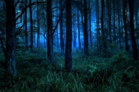 Foggy Forest Night - Desktop Nexus Wallpapers Forest At Night, Autumn Leaves Background, Dark Naturalism, Forest Background, Foggy Forest, Mystical Forest, Night Forest, Misty Forest, Fantasy Forest