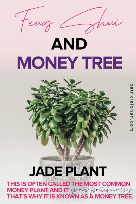 Money trees are often plants that grow really easily. We’re talking about the real ones and this is known as the Jade Plant. Click link to know more kinds of Money tree. #patricialohan #fengshui #fengshuiexpert #home #homedecor #happyhome #fengshuilifestyle #fengshuiconsultant #fengshuitips #meditation #fengshuiluckycharms #yoga #fengshuimaster #fengshuiliving #fengshuilove #reiki #fengshuitimemanagement #fengshuiyourlife #fengshuiinspired Jade Plant Feng Shui, Feng Shui Money Tree, Feng Shui Love, Feng Shui Plants, Feng Shui Master, Money Tree Plant, Feng Shui Money, Jade Tree, Jade Plant