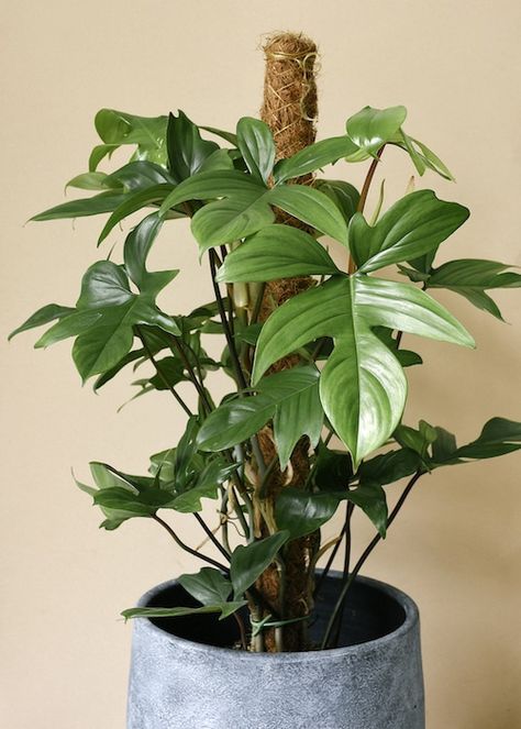 Florida Green Philodendron, Florida Beauty Philodendron, Philodendron Pedatum, Philodendron Squamiferum, Plants Wishlist, Philodendron Care, Philodendron Florida, Moss Pole, Plant Wishlist