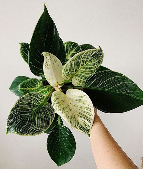 We’re amazed at the growth of this Philodendron Birkin from a little pup bought at our sales. 10/10 for plant parenting @pleasegrowaway 😍🌱 Front Garden Landscaping, Anthurium Warocqueanum, Indoor Plant Ideas, Philodendron Birkin, Aesthetic Plants, Plant Goals, Front Garden Landscape, Plant Care Houseplant, Plants Are Friends