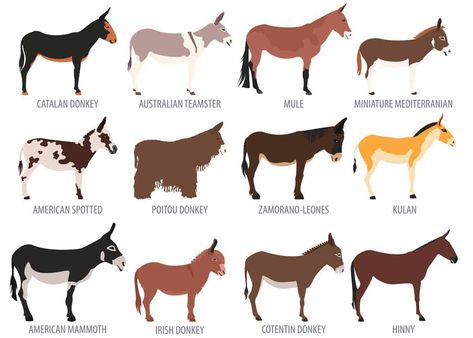 Donkey House, Donkey Breeds, Puppy Drawings, Donkey Breeding, Donkey Care, Animal Farming, Mini Donkey, Miniature Donkey, Hugs And Cuddles