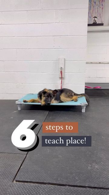 Place Training Dog, First Then, Puppy Stuff, Puppy Training, State Of Mind, A Dog, Relaxation, The Way, Mindfulness