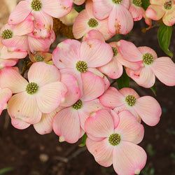 Shade Lovers for Sale | FastGrowingTrees.com – Page 4 Pink Dogwood Tree, Spring Blooming Trees, Pink Flowering Trees, Pink Dogwood, Street Trees, Dogwood Trees, Fast Growing Trees, Unique Trees, Attract Butterflies