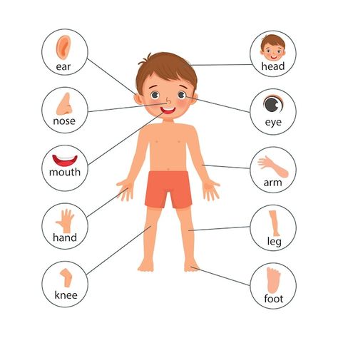 Vector little boy illustration poster of... | Premium Vector #Freepik #vector #kids-body #boy-illustration #body-parts #student-cartoon Little Boy Illustration, Body Parts Name, Kids Learning Charts, Human Body Printables, Body Parts For Kids, Text Label, Body Chart, Body Diagram, Body Outline