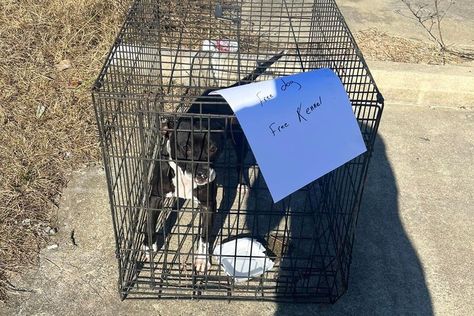 Dog Abandoned Near North Carolina Highway with 'Free Dog, Free Kennel' Sign Rescued by Foster — People Strongest Animal, Animal Rescue Center, Dog Grooming Business, Black And White Dog, Animal Control, Dog Rescue, Free Dogs, Animal Stories, Senior Dog