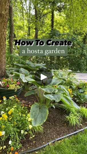 42K views · 379 reactions | I have something to confess… 🫢🌿 I LOVE hostas!!  🌿 They are one of my absolute favorite perennials. They are easy to grow and fill a shady area with fullness and beauty!  🤔 Do you have a shady area in your garden you just don’t know what to do with. 🙌🏻 Try a hosta garden!  🌿 How to create a hosta garden: 💚Add a variety of hostas layering from smallest in the front to largest in the back. 🤩 Some of my favorites include: 🌿‘Empress Wu’: Huge dark green leaves, beautiful violet flowers, height 3-4’, spread 5-6’, zones: 3-9. 🌿 ‘Wu-La-La’: Beautiful blue green leaves with a chartreuse margin, height 3-4’, spread 5-6’, zones: 3-9. 🌿 ‘Waterslide’: Blue rippled leaves, height 14’ , spread 32”, zones: 3-9. 🌿 ‘Coast to Coast’: Greenish/golden leaves, height 30 Empress Wu Hosta, Hostas Care, Dark Green Leaves, Hosta Gardens, Gardening Projects, Violet Flowers, Flower Gardens, Garden Yard Ideas, Outdoor Backyard