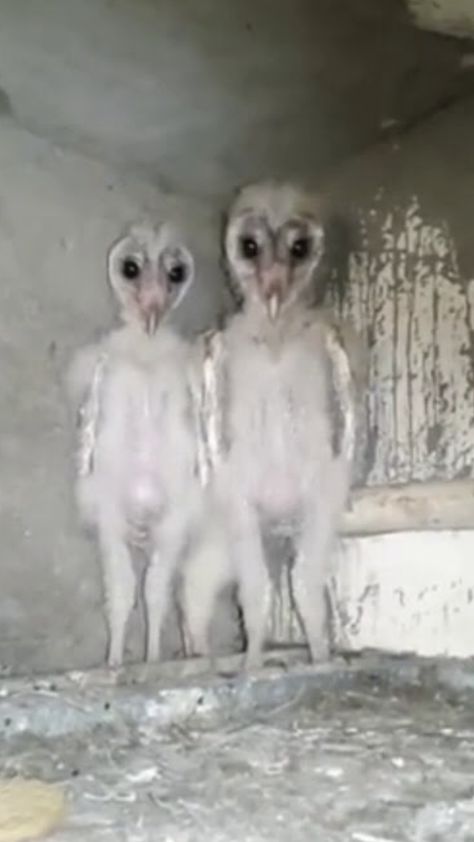 @emmaline1052 Scary Birds, Baby Barn Owl, Baby Barn, Barn Owls, Attic Remodel, Silly Animals, Baby Owls, Andhra Pradesh, Barn Owl