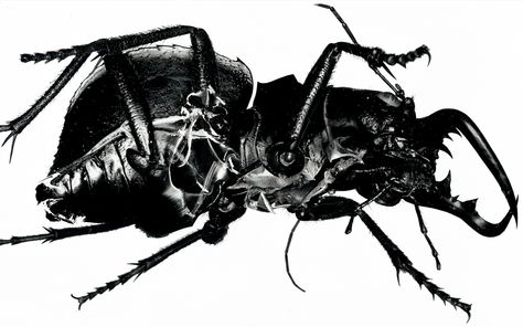 Massive Attack, Trip Hop, Black Milk, Album Art, Electronic Music, Cover Art, Album Covers, Insects, Vinyl