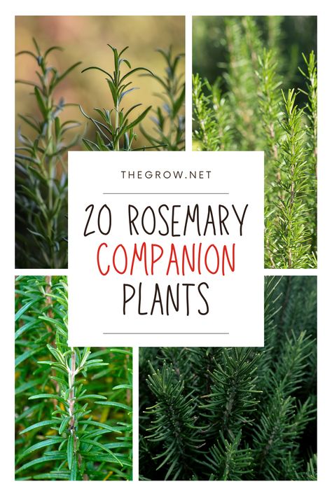 Enhance Your Garden with Rosemary Companion Planting! 🌿💫 Discover how to pair rosemary with the perfect plant companions to boost growth, deter pests, and create a fragrant, productive garden. Our blog post reveals the best partners for rosemary and how they can help your garden thrive. Perfect for herb enthusiasts! Rosemary In The Garden, Rosemary Garden Ideas, Types Of Rosemary Plants, Rosemary Companion Plants, Rosemary Plant Landscaping, Rosemary Plant Care, Plants For Chickens, Plant Companions, Rosemary Garden