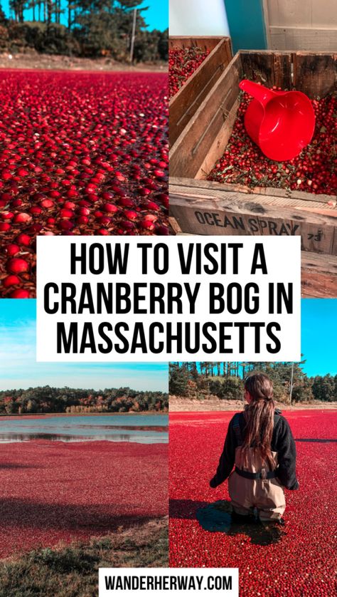 Foxborough Massachusetts Things To Do, Cranberry Bogs Massachusetts, Marlborough Massachusetts, Cool Places In Massachusetts, Massachusetts Nature, Boston In The Fall, Cape Cod Travel, Cranberry Bog, England Travel Guide