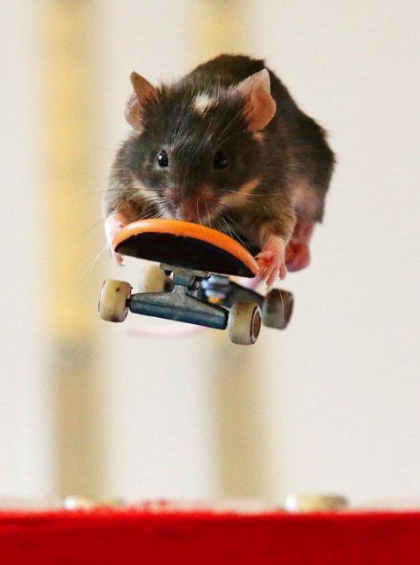 Weeeeeeeeeeeeee Mouse Pictures, Cute Rats, Cute Hamsters, Pet Rats, Gerbil, Cute Mouse, Hamsters, Cute Creatures, Rodents