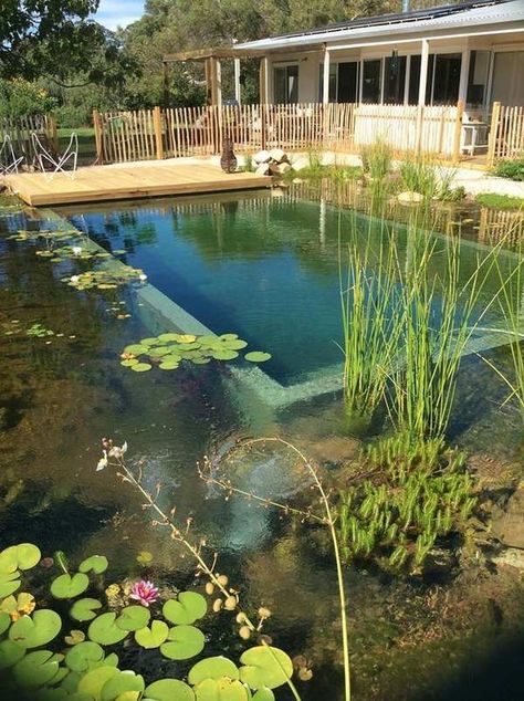 Diy Natural Swimming Pool, Pools Australia, Eco Pool, Pool Plans, Swimming Pool Pond, Taman Air, Natural Swimming Ponds, Bilik Idaman, Swimming Pond