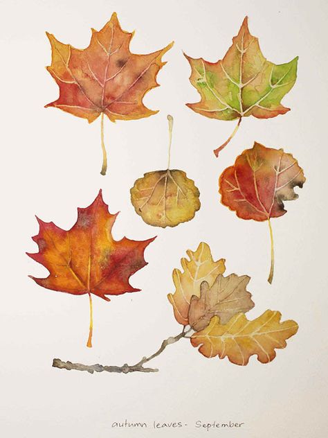 Bleach Pinecones, Leaves Watercolor, Leaf Drawing, Fall Watercolor, 수채화 그림, Watercolor Trees, Watercolor Leaves, Watercolor Inspiration, Watercolor Drawing