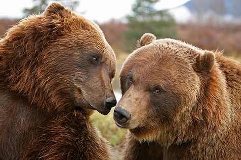 Detroit Zoo, Brown Bears, Momma Bear, Bear Pictures, Paws And Claws, Love Bear, Bear Hug, Big Bear, Grizzly Bear