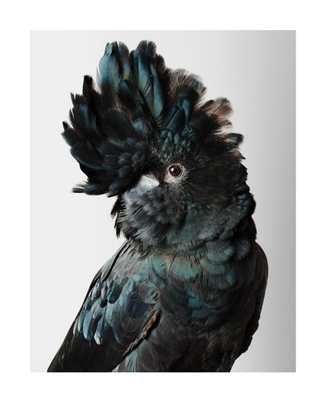 Leila Jeffreys - Pete | 1stdibs.com Black Cockatoo, Regnul Animal, Australian Birds, Appaloosa, Exotic Birds, Pretty Birds, Quarter Horse, Bird Photo, Colorful Birds