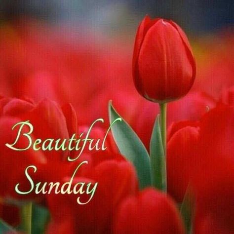 Tulip Beautiful Sunday sunday sunday quotes sunday images sunday quotes and sayings Happy Sunday Flowers, Sunday Morning Quotes, Happy Sunday Morning, Sunday Pictures, Sunday Greetings, Sunday Wishes, Morning Coffee Images, Morning Quotes For Friends, Sunday Images