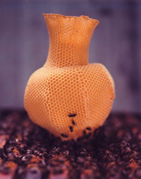 This is one of my favourite projects ever: Honeycomb Vases by Tomáš Libertíny. The vases are created by placing a basic beeswax mould printed with a honeycomb pattern into a beehive. The bees then do the rest. Honeycomb Vase, Nature 3d, Lamp Inspiration, Bee Honeycomb, Art Appliqué, Design Maker, Sculptural Object, Bee Art, Wedding Art