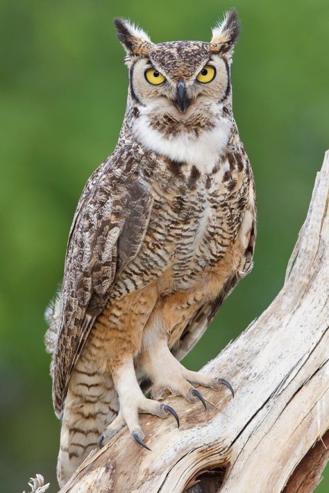 Great Owl Horned, The Great Horned Owl, Owl Great Horned, Magic Runes, Nocturnal Birds, Owl Photography, World Birds, Owl Photos, The Great