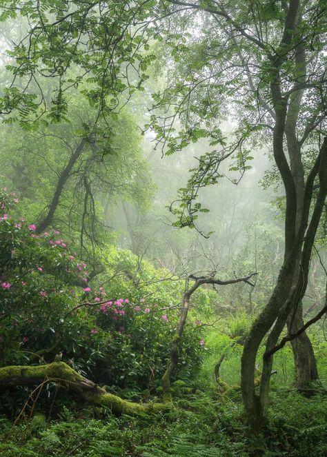 Fresh Green Aesthetic, Meena's Tirith, Fresh Aesthetic, Green World, Spring Forest, Magical Forest, Fresh Green, Nature Aesthetic, Pretty Places