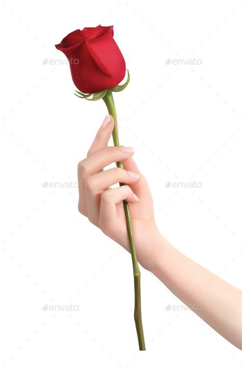 Hand Holding Flower Painting, Hand Holding Rose Reference, Person Holding Rose Reference, Hand Holding Flower Drawing Reference, Holding A Rose Reference, Hand Holding Flower Reference, Holding Rose In Hand, Holding A Flower Reference, Hand Holding Rose Drawing