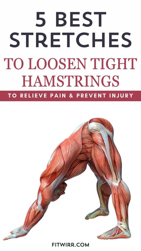 The pin features a graphic image of a man with muscle exposed doing one of the beginner's hamstring stretches. The pin title on the top reads "5 best stretches to loosen tight hamstrings, relieve pain, and prevent injury. Hamstring Stretch Increase Flexibility, Best Hamstring Stretches, Glute Stretches, Stretches For Tight Hamstrings, Lower Body Stretches, Hamstring Stretches, Reduce Arm Fat, Hip Flexor Exercises, Shredded Body