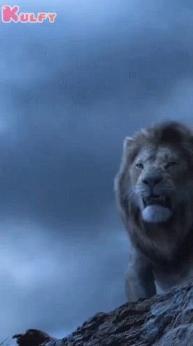 Lion Roaring Video, Angry Lion Video, Lion Gif, Tiger Gif, Lion Attacking, Lion Video, Mouth Animation, Lion Roaring, Hd Dark Wallpapers