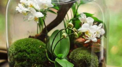 Terrarium Closed, Plant Space, Closed Terrarium Plants, Orchid Terrarium, Closed Terrarium, Bottle Terrarium, Ficus Pumila, Nerve Plant, Miniature Orchids