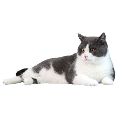 black and white british shorthair cat lying down White Shorthair Cat, White British Shorthair, White Png Transparent, Cat British Shorthair, American Shorthair Kitten, Black And White Building, Happy Kitten, Trippy Backgrounds, British Shorthair Kittens