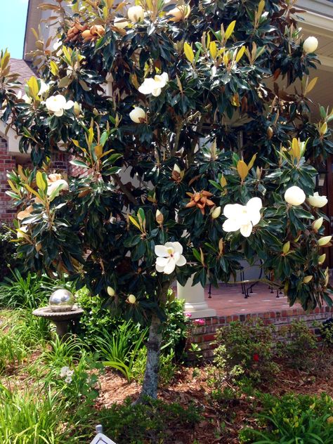 Magnolia Tree In Front Of House, Magnolia Front Yard, Magnolia Tree Front Yard, Tree Placement In Front Yard, Tree In Front Yard, Front Yard Tree Landscaping, Magnolia Tree Landscaping, Little Gem Magnolia Tree, Southern Magnolia Tree