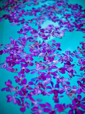 Pretty Simple Backyard Wedding, Color Trios, Simple Backyard, Colour Contrast, Color Wave, Turquoise And Purple, Shades Of Turquoise, All Things Purple, Lavender Blue