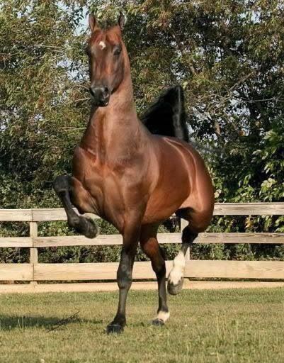 Perfect balance Horses Majestic, Tennessee Walker, American Saddlebred Horses, Tennessee Walking Horse, Pinto Horse, Barrel Racing Horses, American Saddlebred, Horse Inspiration, Most Beautiful Horses