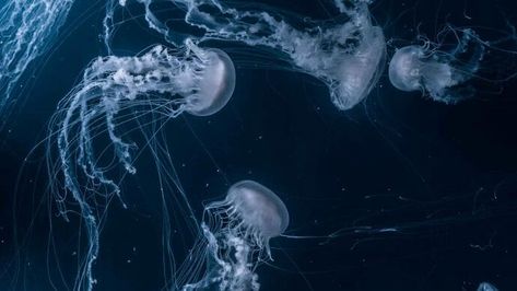 Blue Jellyfish, Jellyfish, Swimming, Wallpapers, Water, Blue