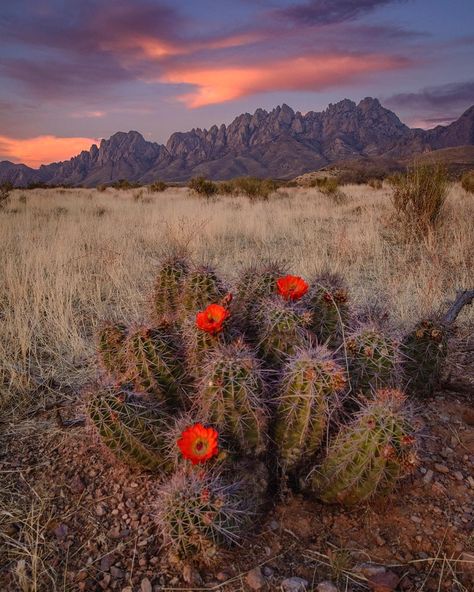 Miguel on Instagram: “Here is another picture of the blooming claret cup hedgehog cactus and the Organ Mountains located in Las Cruces,NM #lcsn #lascruces…” Hedgehog Cactus, Mexico Cactus, Succulent Garden Landscape, Rivers In The Desert, New Mexico Style, Southwest Desert, Land Of Enchantment, Cactus Art, Desert Plants