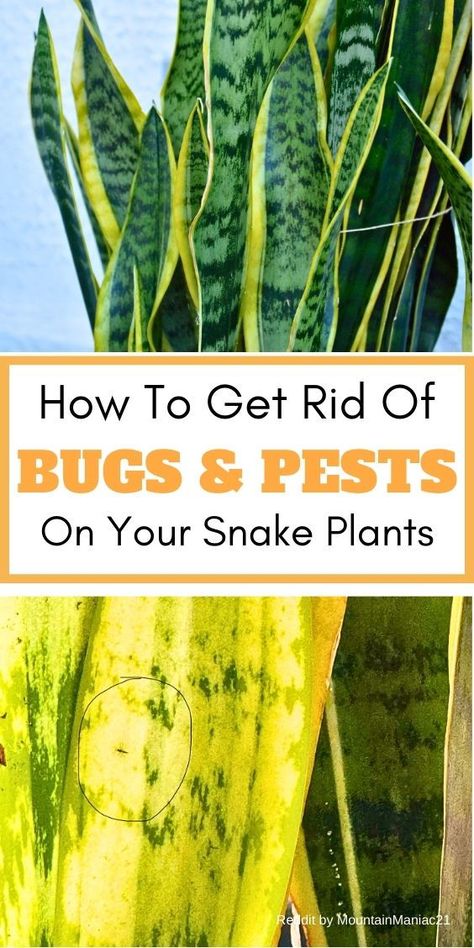 How to eliminate pests in snake plants, pest control for snake plants, 
getting rid of insects in snake plants, snake plant bug removal, 
eradicating bugs from snake plants, snake plant pest management, insect 
infestation in snake plants, snake plant insect control, snake plant bug 
prevention, snake plant pest eradication, controlling bugs in snake plants. Homemade Insecticide, Snake Plant Indoor, Garden Snakes, Low Light House Plants, Plant Bugs, Snake Plant Care, Mother In Law Tongue, Dracaena Plant, Bug Off